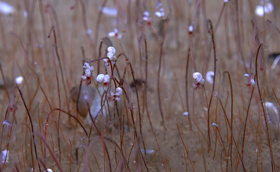 中國科學院深淵團隊發現全球最深化能合成生態系統...